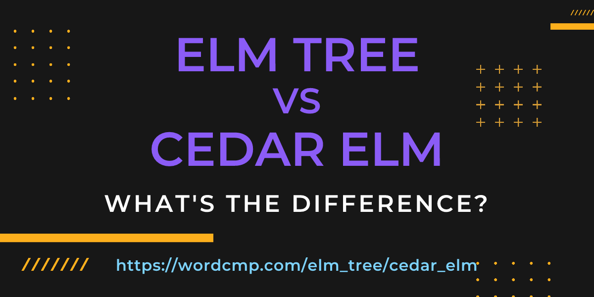 Difference between elm tree and cedar elm