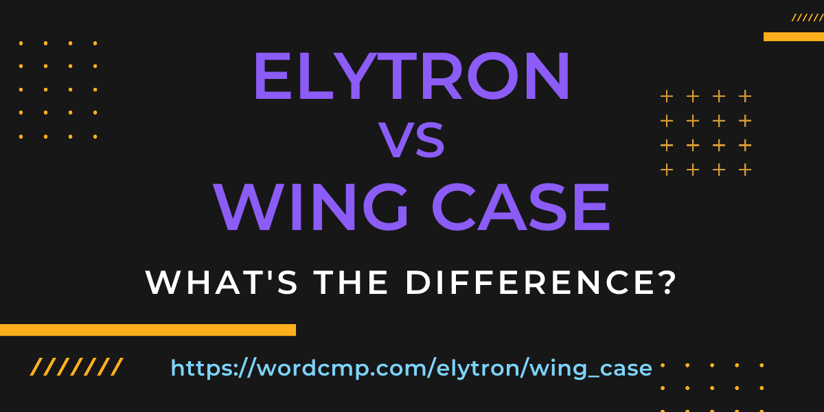Difference between elytron and wing case