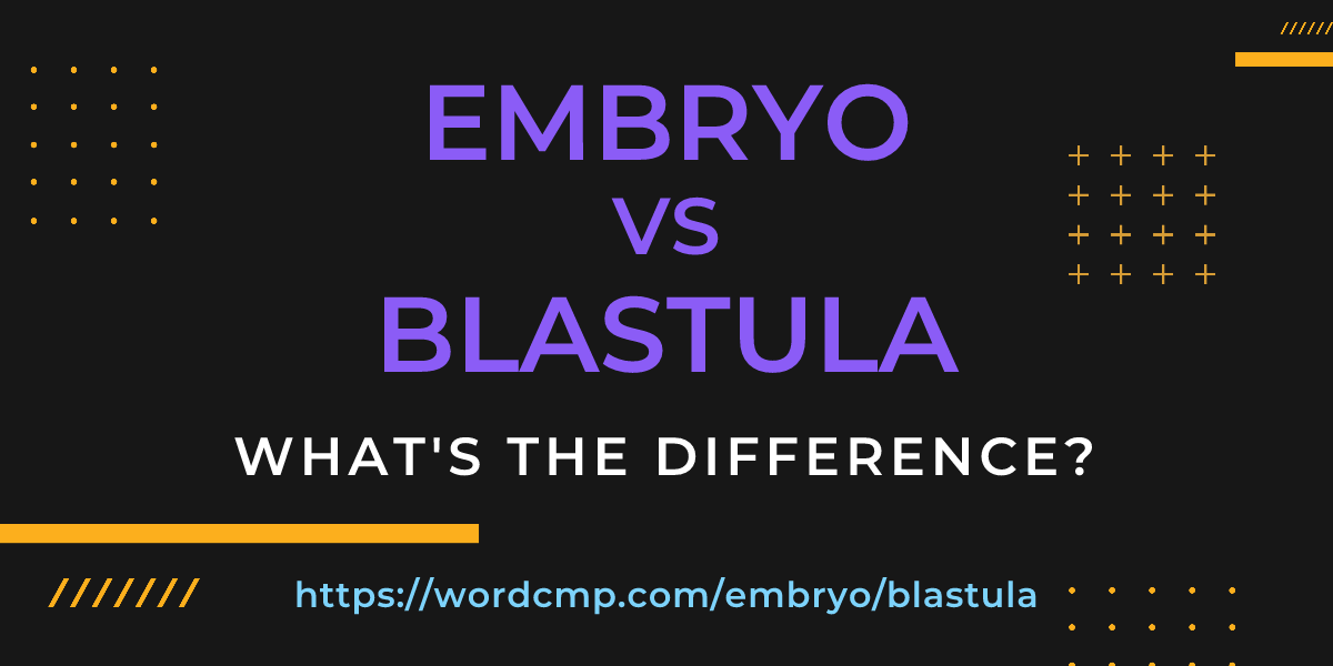 Difference between embryo and blastula