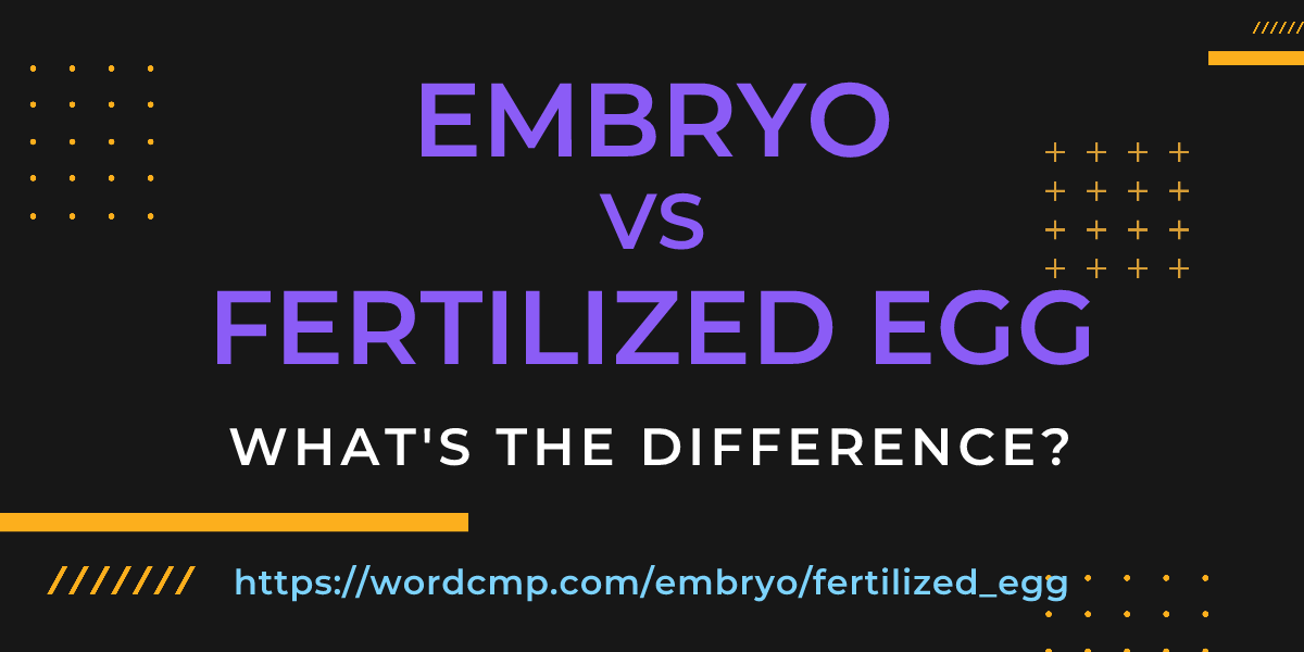 Difference between embryo and fertilized egg
