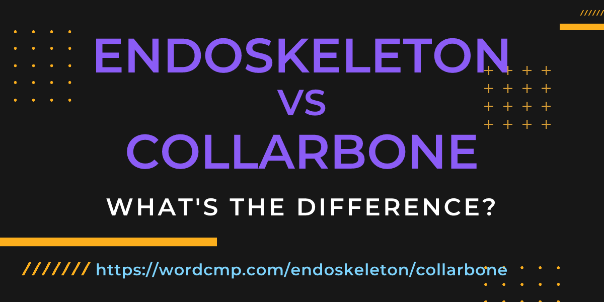 Difference between endoskeleton and collarbone