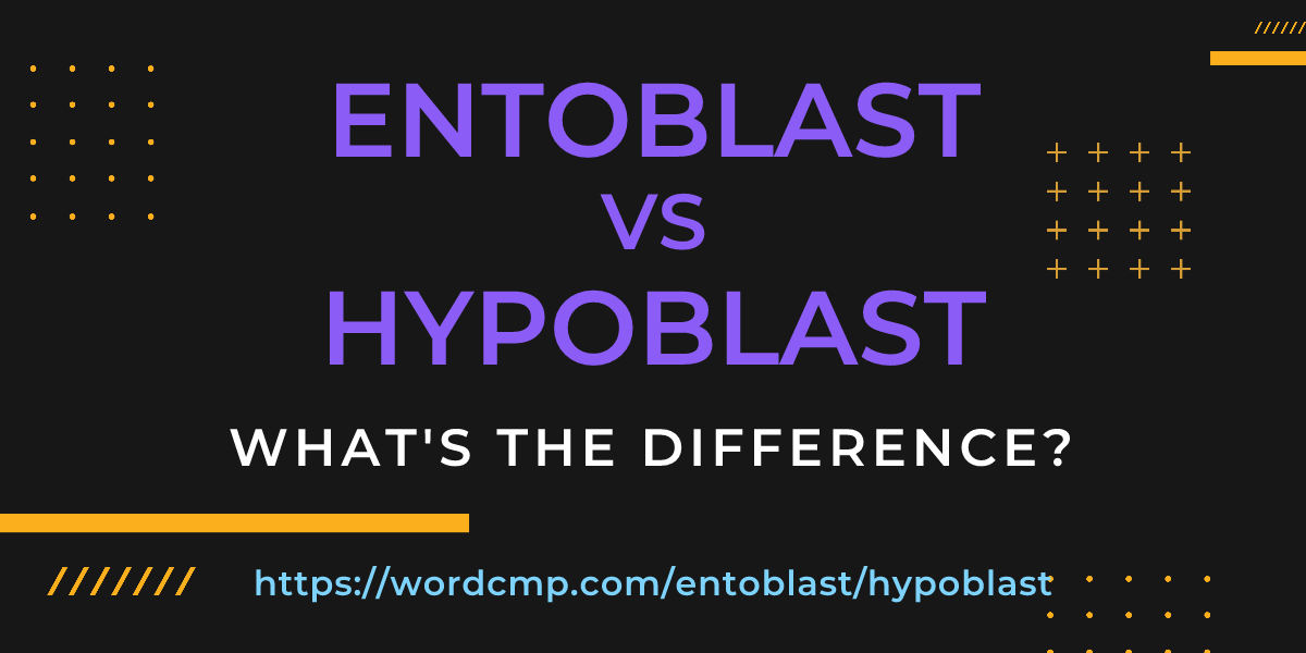 Difference between entoblast and hypoblast