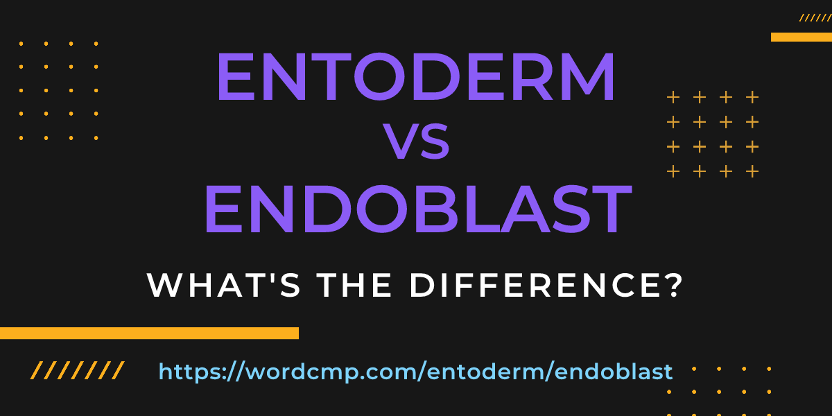 Difference between entoderm and endoblast