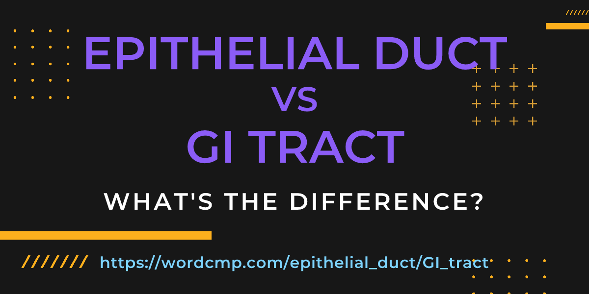 Difference between epithelial duct and GI tract