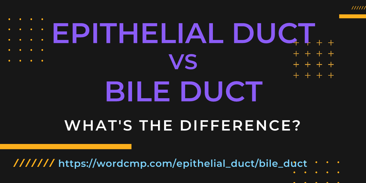 Difference between epithelial duct and bile duct