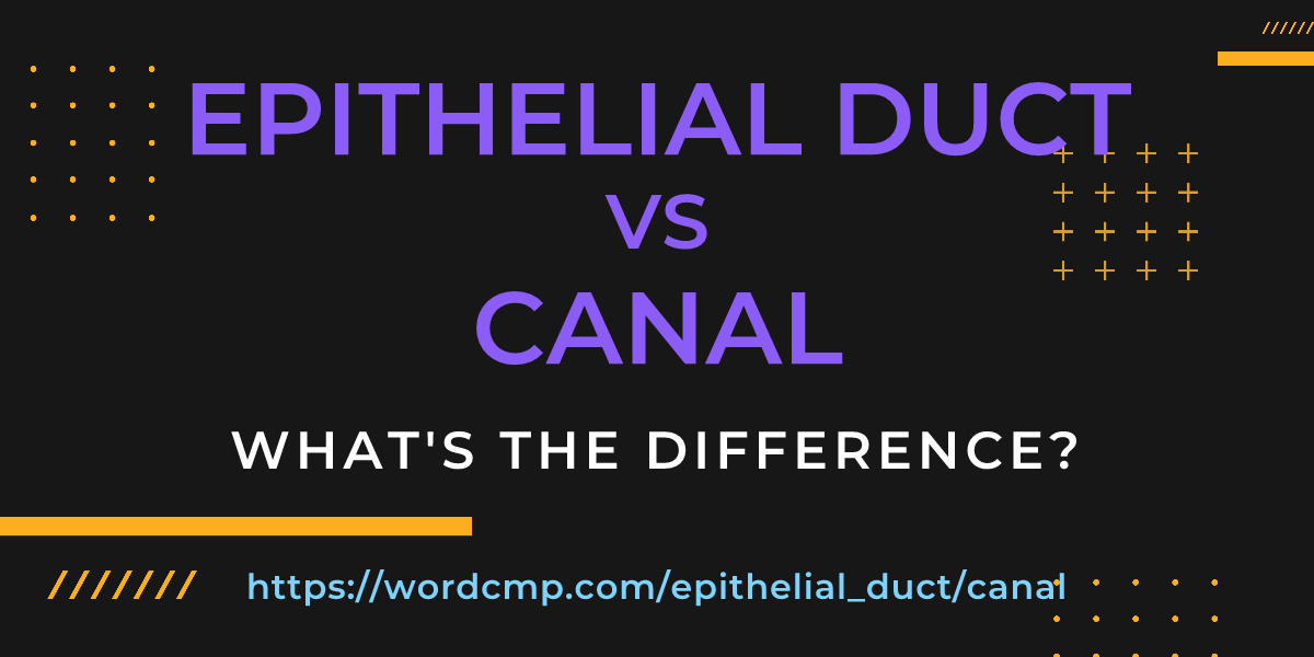Difference between epithelial duct and canal