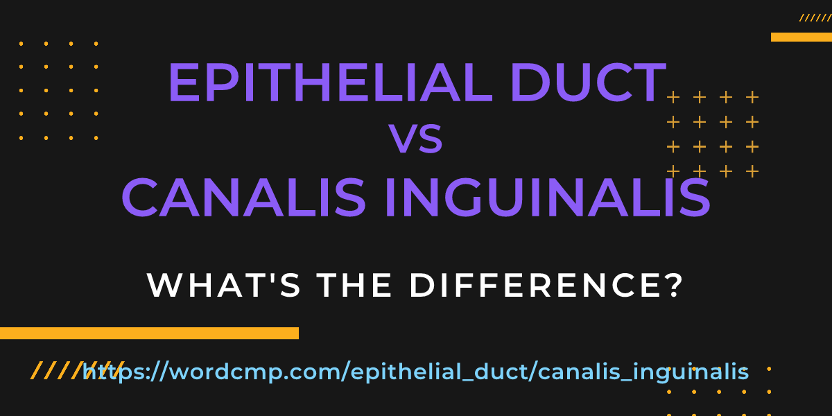 Difference between epithelial duct and canalis inguinalis