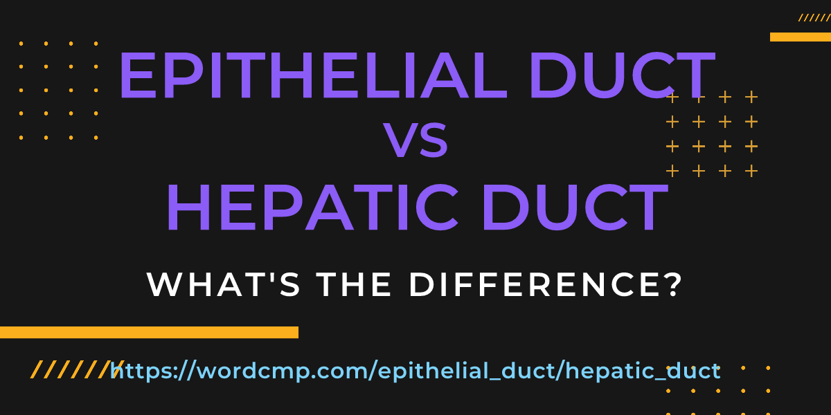 Difference between epithelial duct and hepatic duct