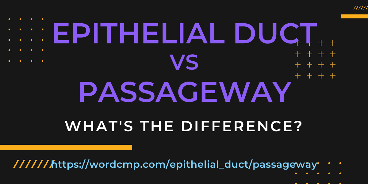 Difference between epithelial duct and passageway