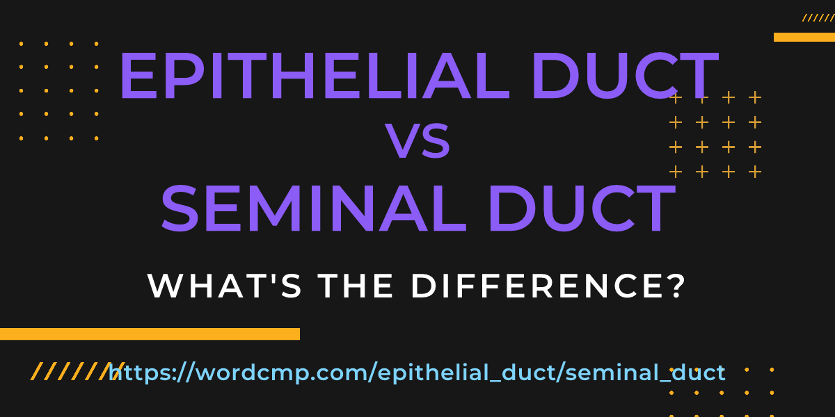 Difference between epithelial duct and seminal duct