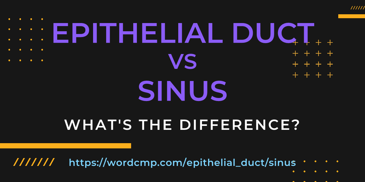 Difference between epithelial duct and sinus