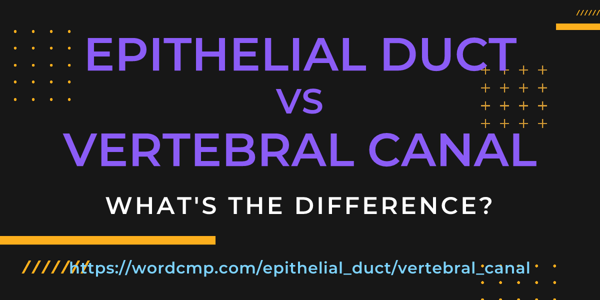 Difference between epithelial duct and vertebral canal