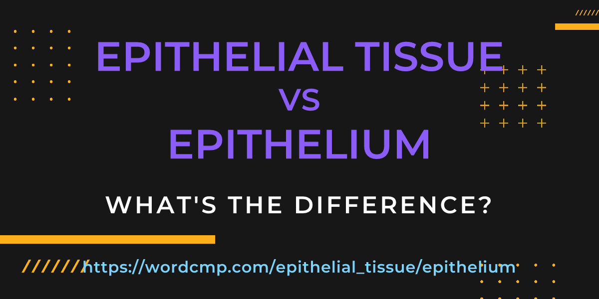 Difference between epithelial tissue and epithelium