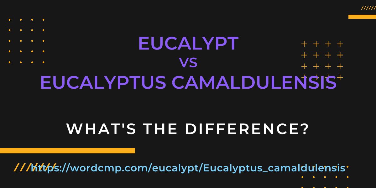 Difference between eucalypt and Eucalyptus camaldulensis
