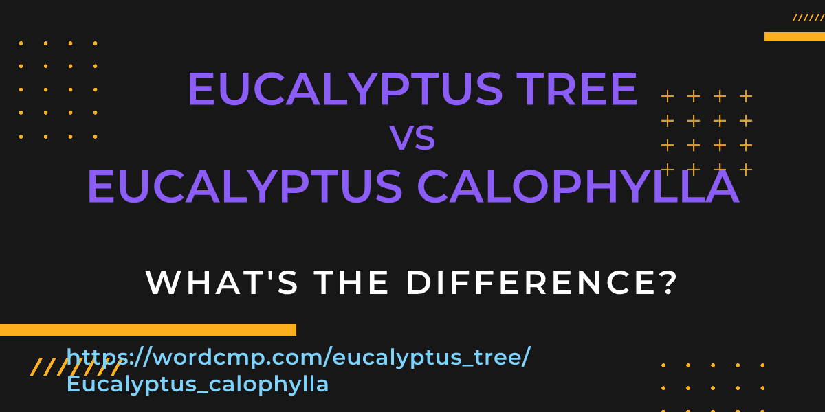 Difference between eucalyptus tree and Eucalyptus calophylla