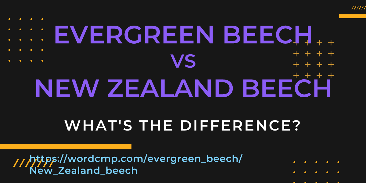 Difference between evergreen beech and New Zealand beech