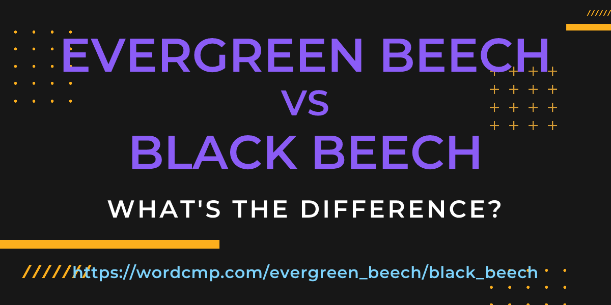 Difference between evergreen beech and black beech