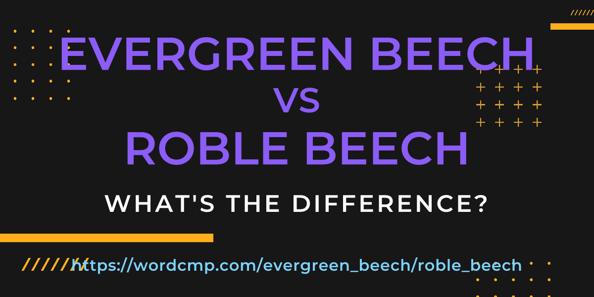 Difference between evergreen beech and roble beech