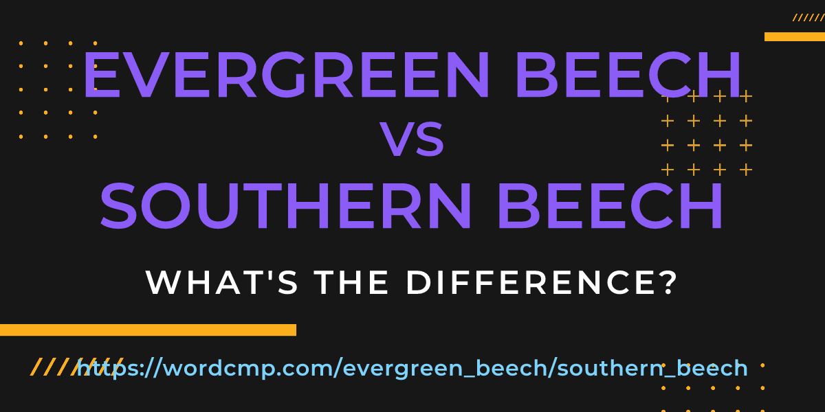 Difference between evergreen beech and southern beech