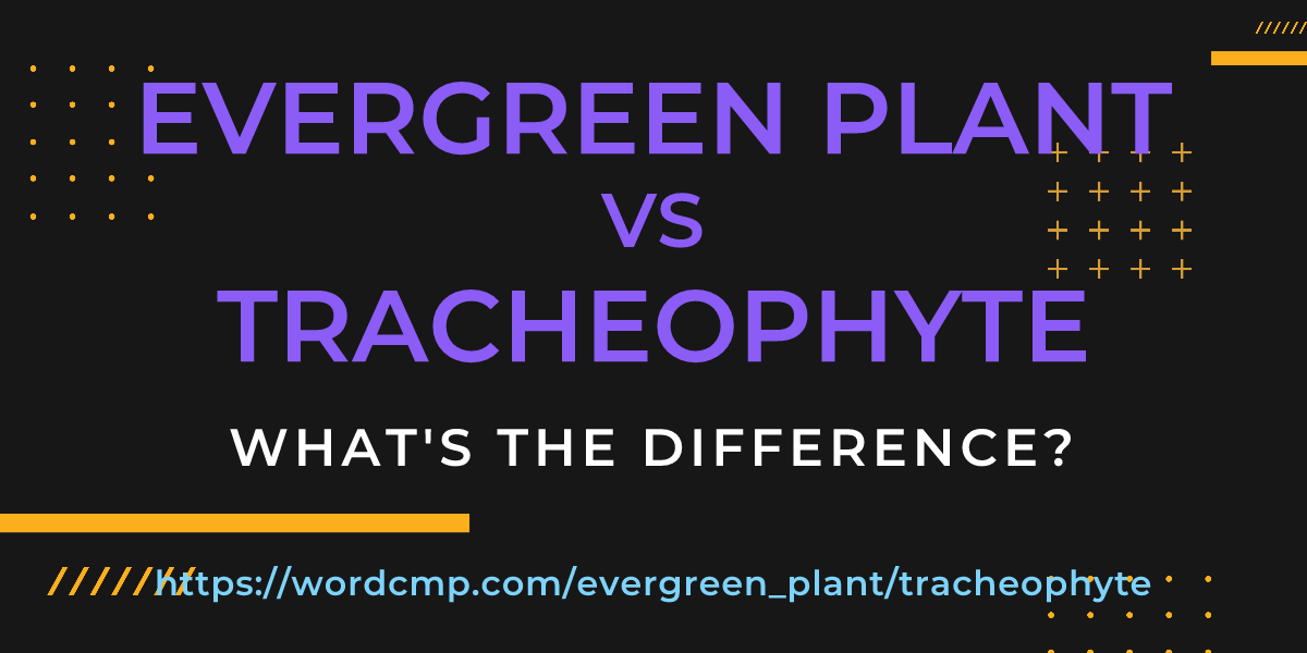 Difference between evergreen plant and tracheophyte