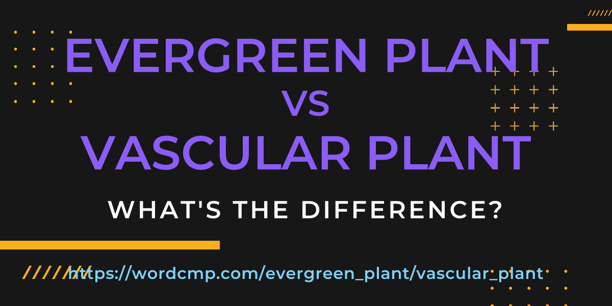 Difference between evergreen plant and vascular plant