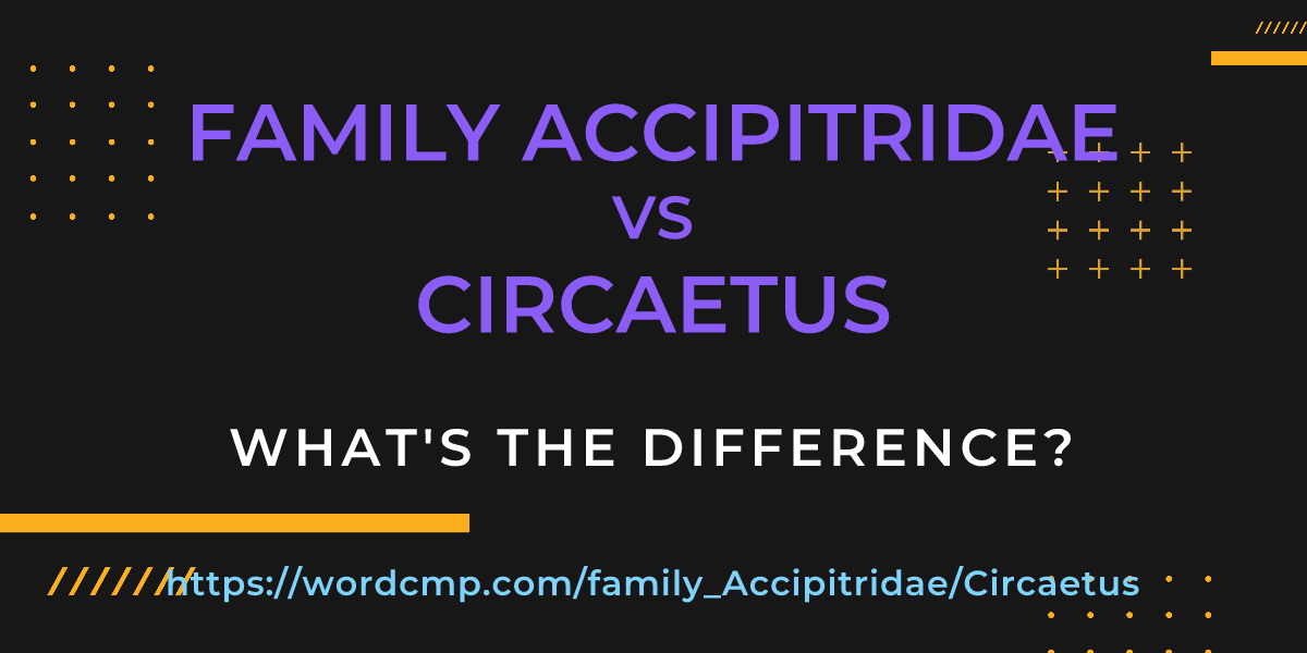 Difference between family Accipitridae and Circaetus