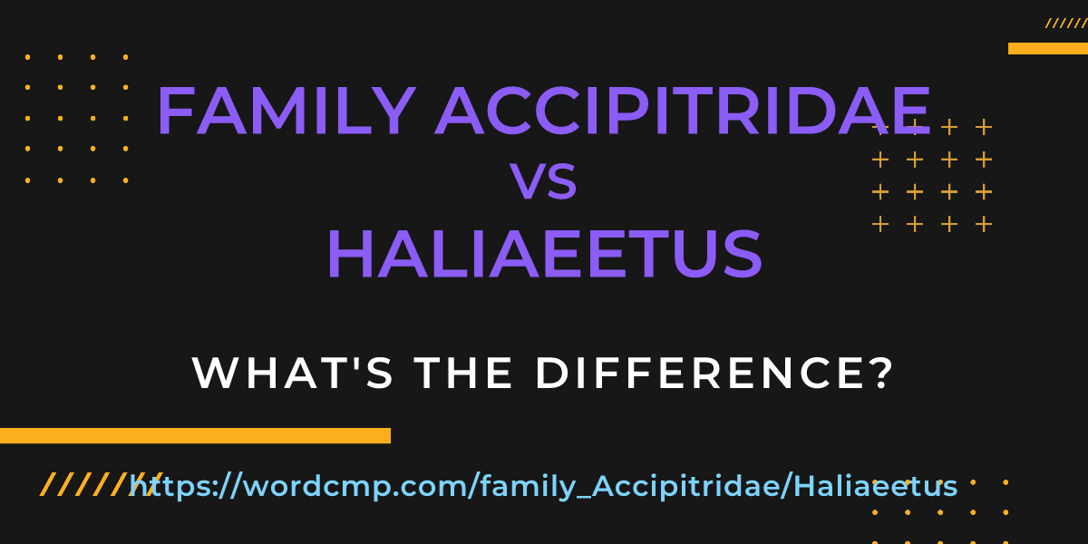Difference between family Accipitridae and Haliaeetus