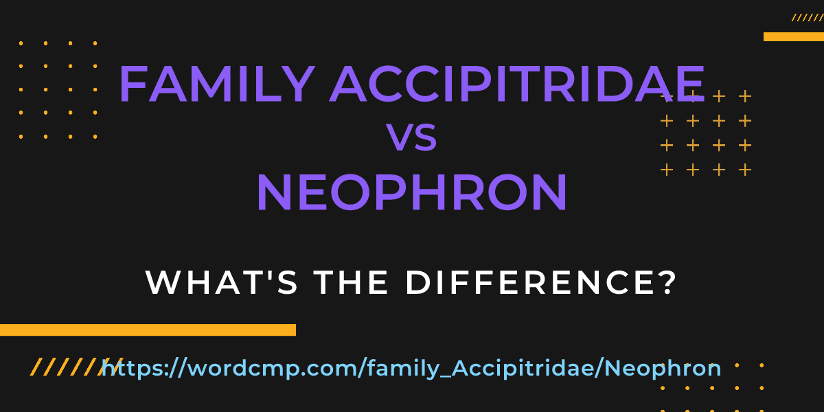 Difference between family Accipitridae and Neophron