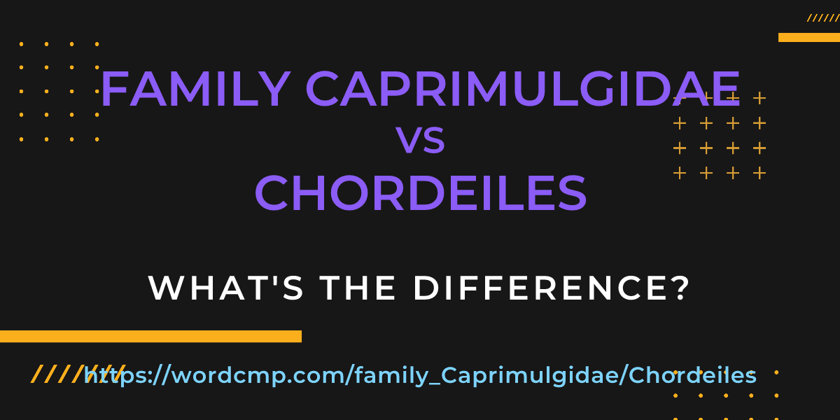 Difference between family Caprimulgidae and Chordeiles