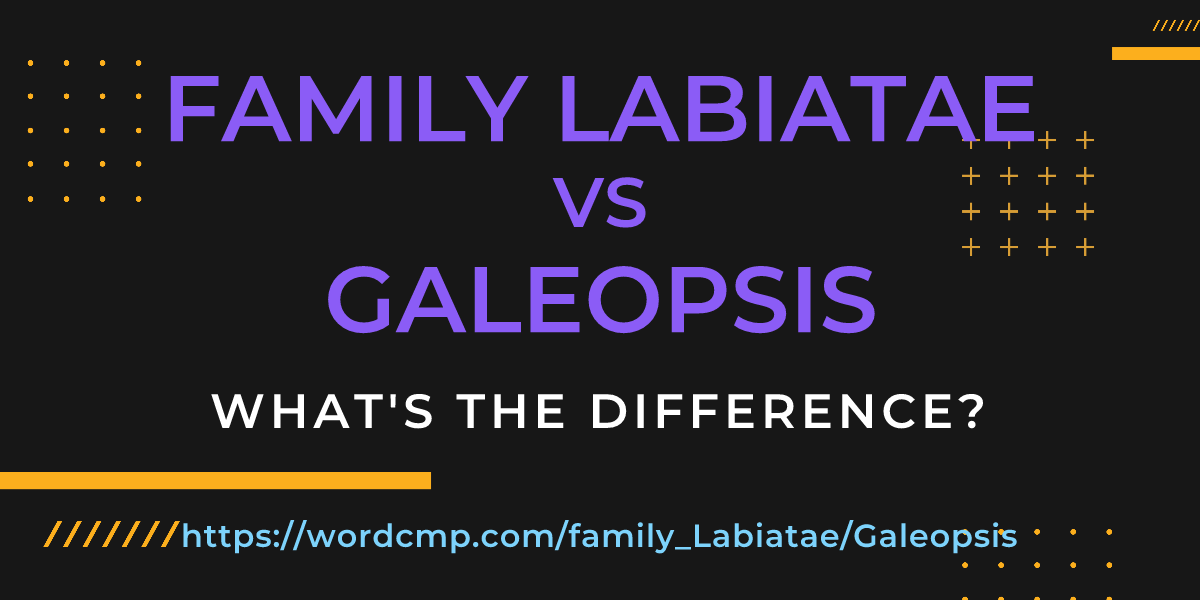 Difference between family Labiatae and Galeopsis