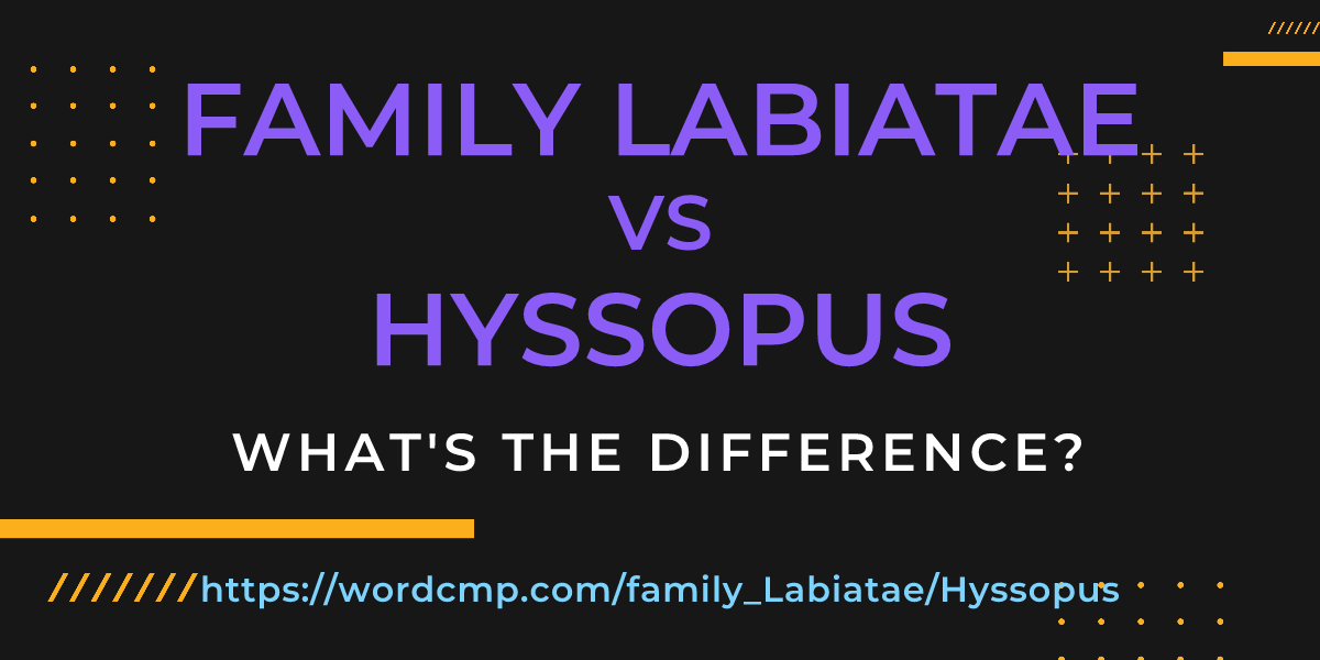 Difference between family Labiatae and Hyssopus