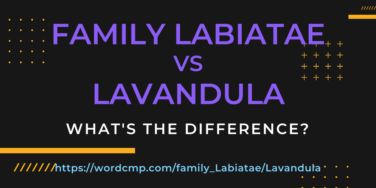 Difference between family Labiatae and Lavandula