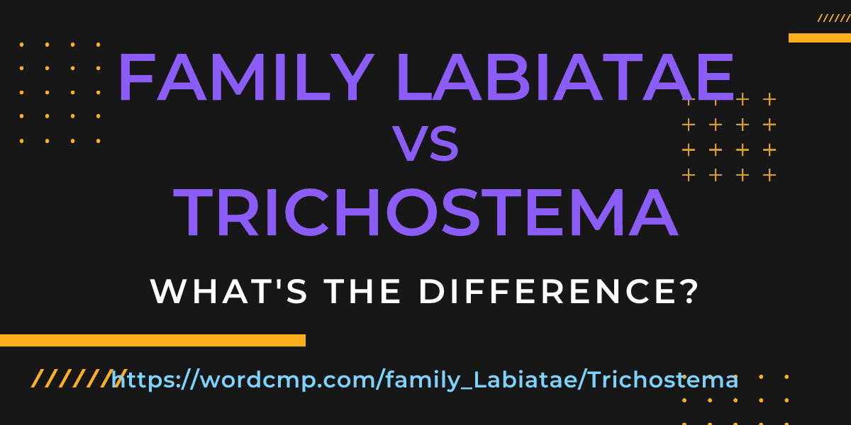 Difference between family Labiatae and Trichostema
