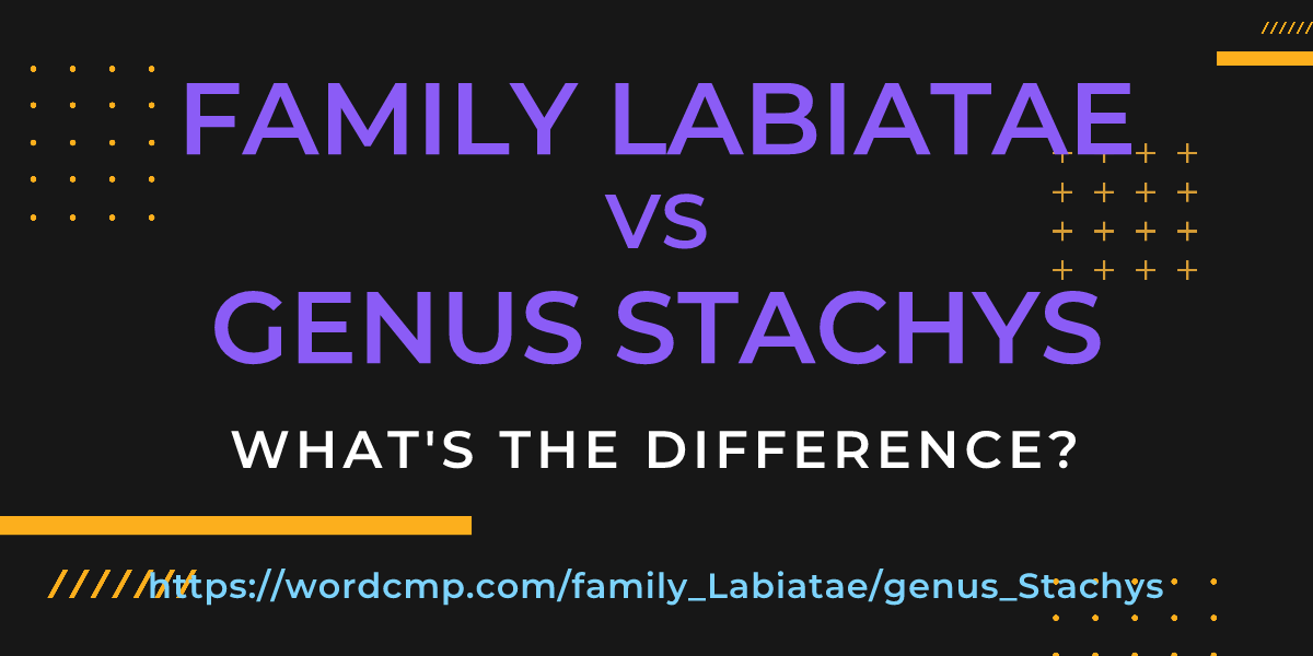Difference between family Labiatae and genus Stachys