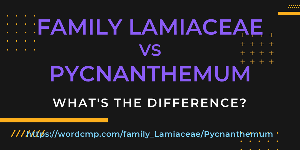 Difference between family Lamiaceae and Pycnanthemum