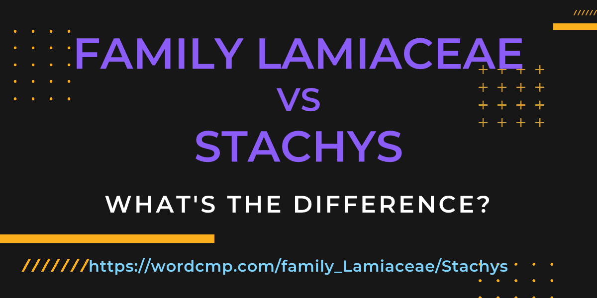 Difference between family Lamiaceae and Stachys