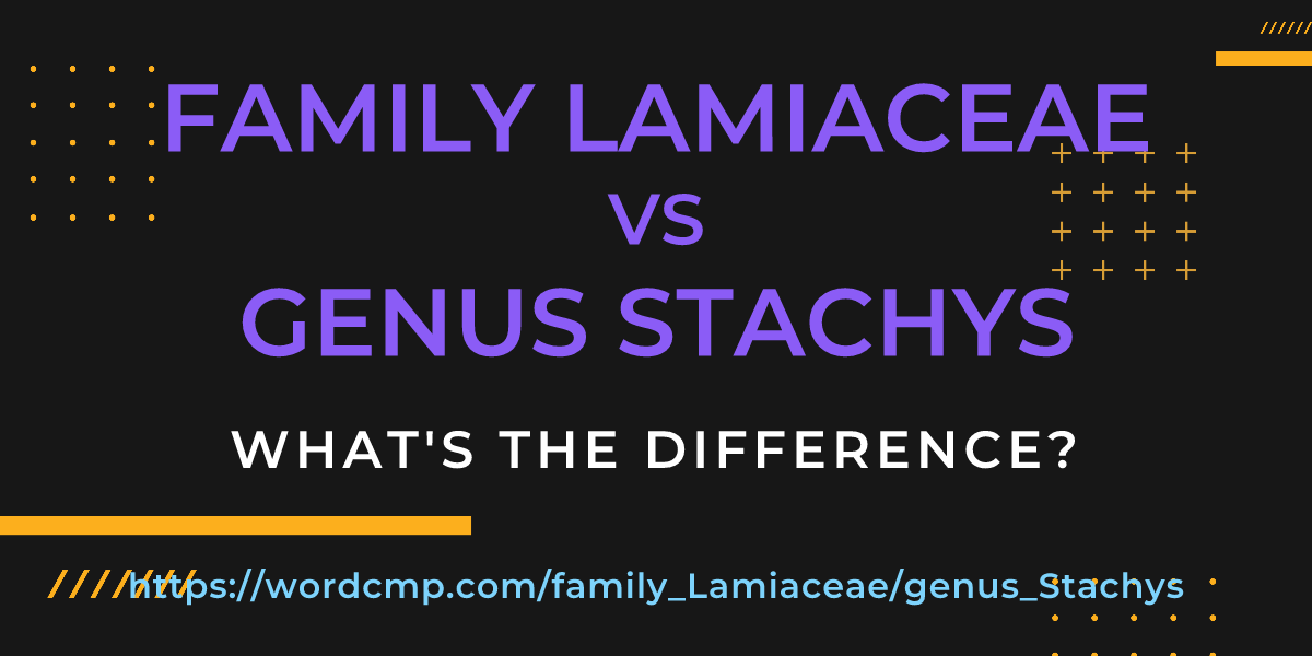 Difference between family Lamiaceae and genus Stachys