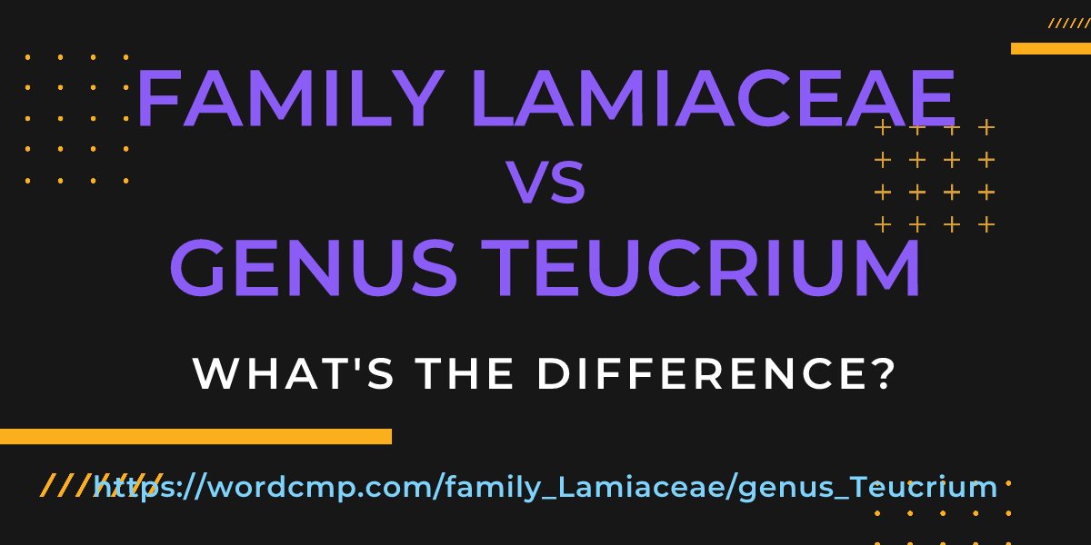Difference between family Lamiaceae and genus Teucrium