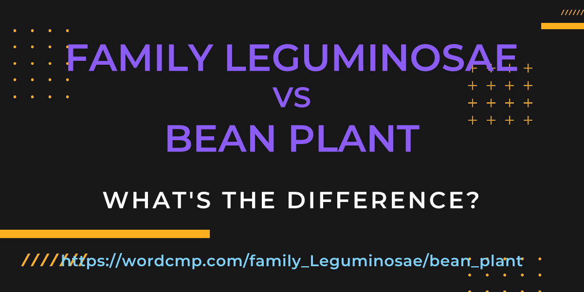 Difference between family Leguminosae and bean plant