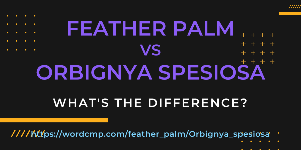 Difference between feather palm and Orbignya spesiosa