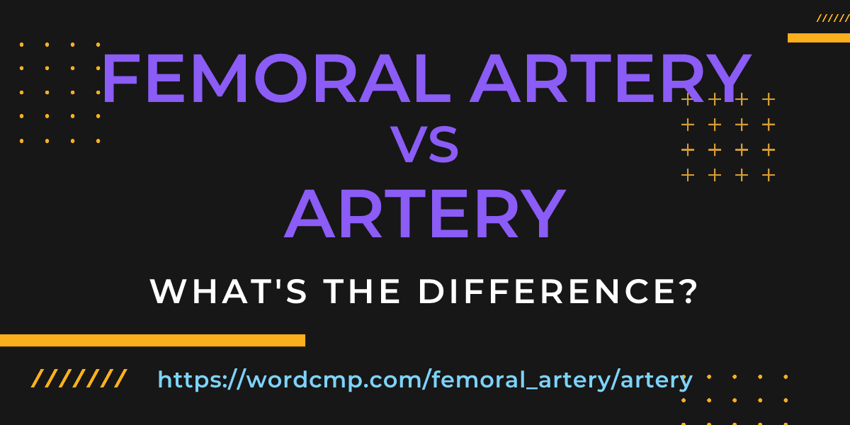 Difference between femoral artery and artery