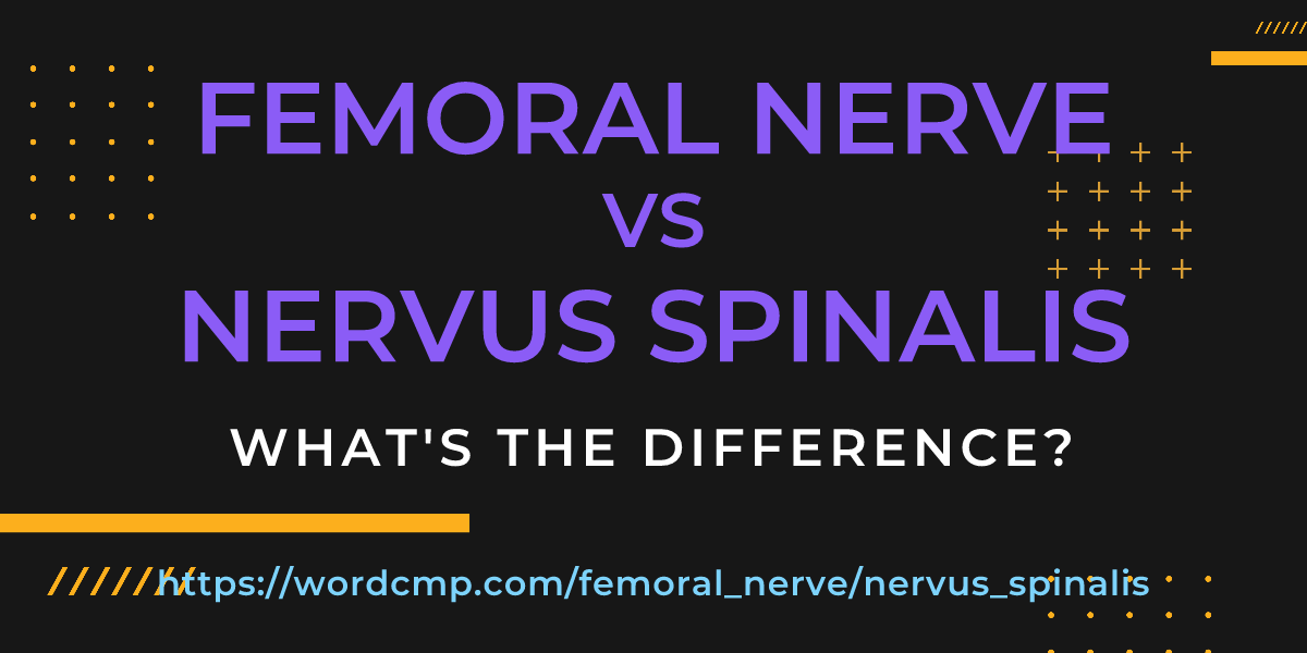 Difference between femoral nerve and nervus spinalis