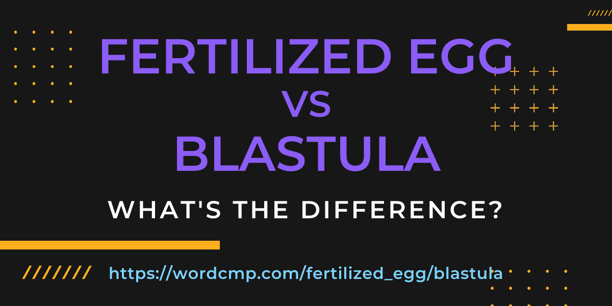Difference between fertilized egg and blastula