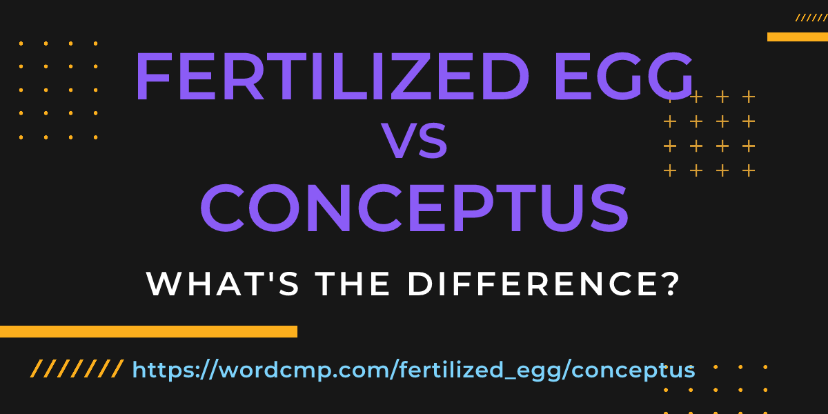 Difference between fertilized egg and conceptus