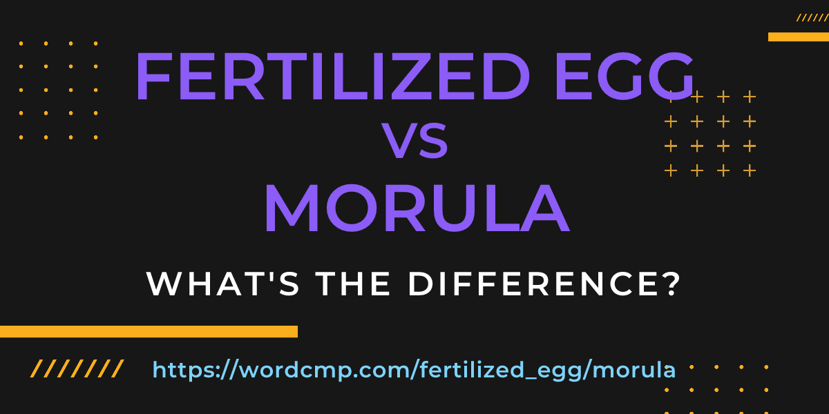 Difference between fertilized egg and morula