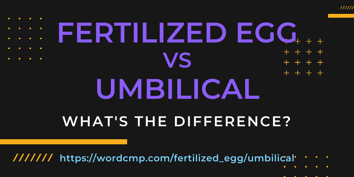 Difference between fertilized egg and umbilical
