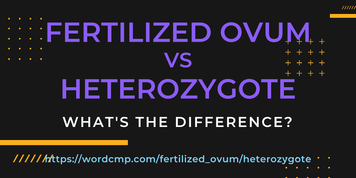 Difference between fertilized ovum and heterozygote