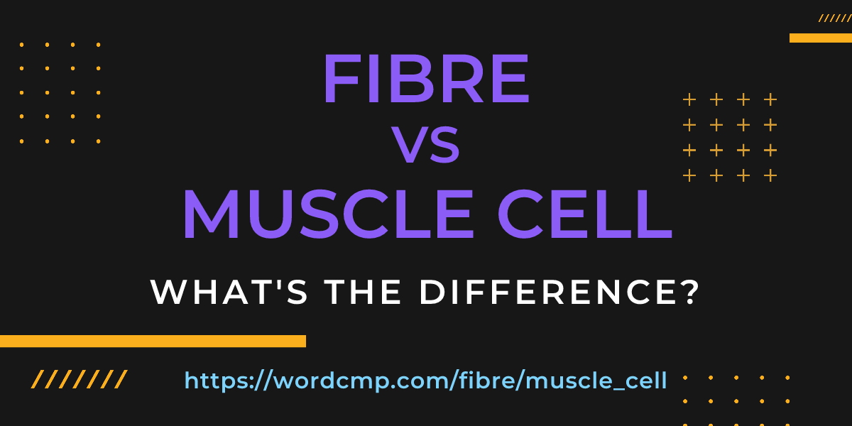Difference between fibre and muscle cell