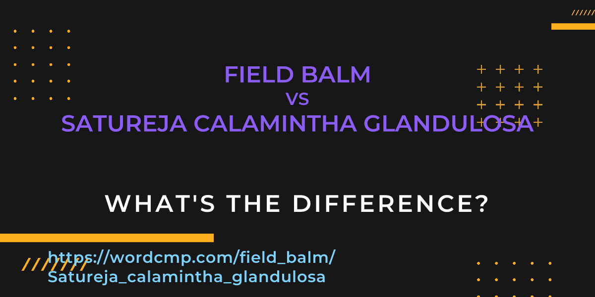 Difference between field balm and Satureja calamintha glandulosa