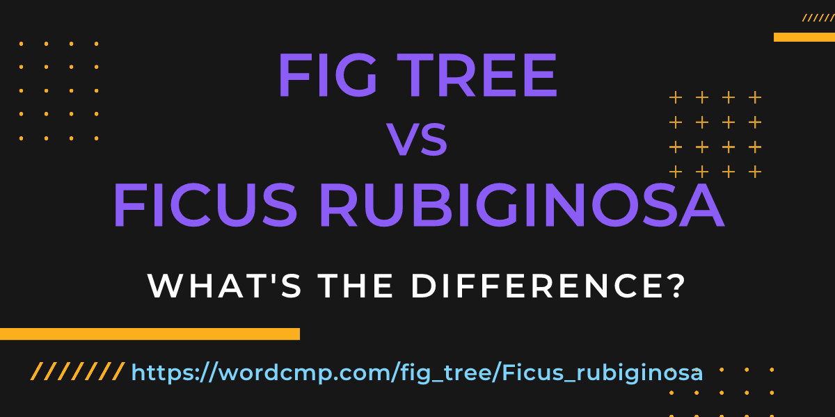 Difference between fig tree and Ficus rubiginosa